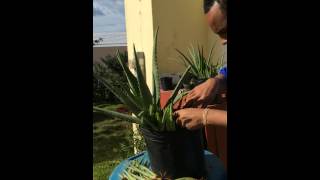 Aloe Vera Plant - Separating Aloe Pups From the Main Plant