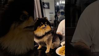 Yeontan is passed away 💔😭 I can't imagine how taehyung feel right now 😢 #taehyung #yeontan #yeontae