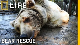 Saving injured bears and giving them a second chance at life | Animal rescue compilation