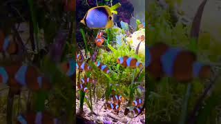 clown fishe#shorts #aquarium #trending