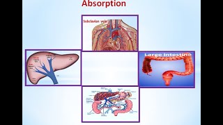 Food Part 5 Absorption|You'll Never Believe This  Absorption Fact, Everything About  Absorption