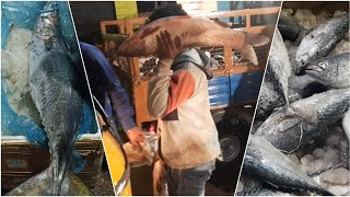 Sunday 3 AM Fish Market l India's biggest Fish Market l Hyderabad ram nagar l street food l wildy