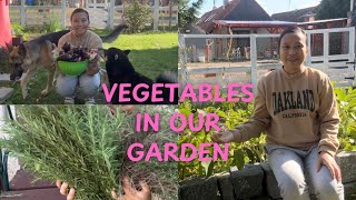 Slow living|Our dream life in Village of Czech|Garden Harvest|Filipina Czech Family|Pinay sa Czechia