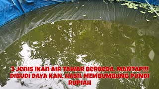 PERSIAPAN 3 KOLAM TANAH MENEBAR LARVA/BURAYAK 3 JENIS IKAN AIR TAWAR