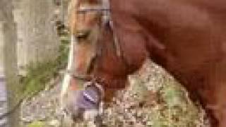 welsh cob millie meets the donkeys