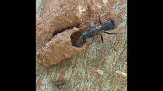 Mud-nesting Spider Wasp(Ageniellini genus) #wasp #bug #nest