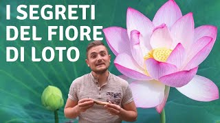 TUTTI I SEGRETI DEL FIORE DI LOTO