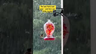 “Bully” The Hummingbird. “Tales from the Feeder” #shortvideo #shorts #shortsfeed #hummingbird