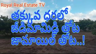 land for Sale||cashew garden||Jamaoil garden||Real Estate Royal Real Estate TV