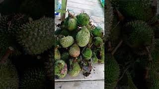 Durian lokal Kalimantan manisnya mantap #shorts #shortvideo #videoshort #viral #duriankalimantan