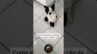 Você alimenta seu cão da maneira correta? #adestramento #cao #crdog #cachorro #bordercollie #shorts