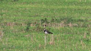 Pavoncella in primo piano ( Vanellus vanellus )