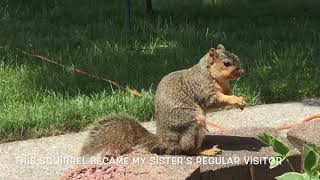 FEEDING A FRIENDLY SQUIRREL AT MY SISTER’S HOUSE