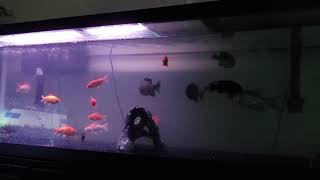 My bait Tank