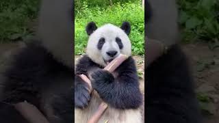 Panda Makan Bambu#viral #shorts #popular #lucu #ojek #ojeksawit #panda