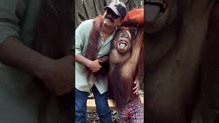 Glamorous!! #orangutans #funnyvideo #ytshorts #shortsfeed #youtubeshorts #shortsvideo #shorts #yt