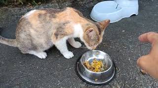 KALABASA AT PRITONG ISDA WITH VITAMINS😻