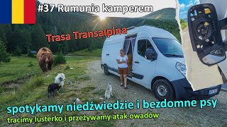 #37 Rumunia kamperem - niedźwiedzie, bezdomne psy czyli witamy na Trasie Transalpina