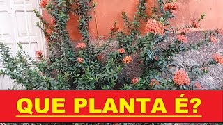 Que planta é essa? Preciso saber o nome de uma planta - Quero saber o nome da minha planta