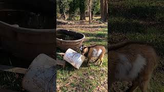 What are you doing? #shorts #funny #babygoats