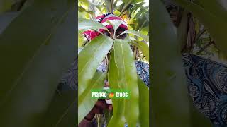 Heâlth beňefits of Mango tree @chukwukebeemmanuel5784