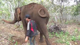 Elephant Experiences in Cambodia Mondulkiri