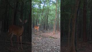 A Good Morning With Deer 🦌😊