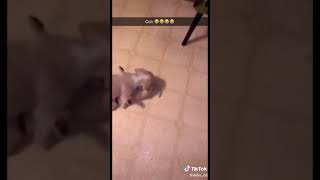 them dogs are weird doe(funny things on tiktok)