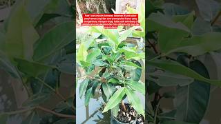 part1 cara pemupukan musim kemarau#pertanian #berkebun #berkebundirumah #petualangan #lebah #madu