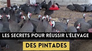 7 secrets pour réussir l'élevage  de pintade très rentable