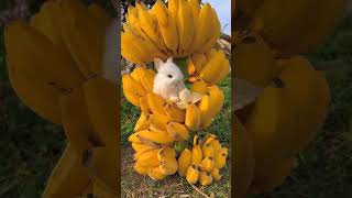 Cute Rabbit Eating Banana #youtube #youtubeshort