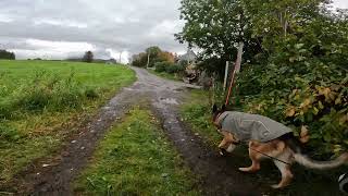 German shepherd on walk. Eros på tur. 26.09.2024. still you tubes most boring video part 2