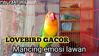 Lovebird gacor ngekek panjang ,mancing emosi lawan agar gacor