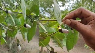 Tella jeedi ginjala tree all test || White bhilava all test