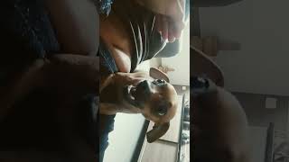 Pinscher ciumento