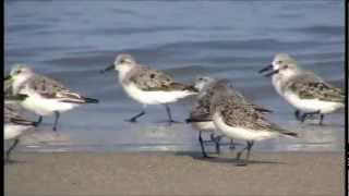 Bécasseau sanderling ( Calidris alba )