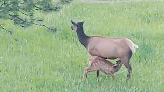 Elk with young calves in Genesee on 2023-06-25