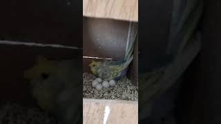 Smart and lovely little budgies #part-1