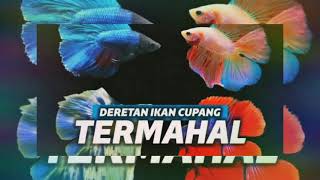 tik tok Betta fish Indonesia part 14 "info cupang fb"