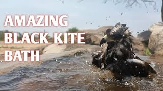 Amazing black kite bath💯💥