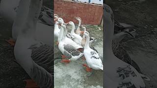 Cute Ducks 😍 #shorts #duck #travel #birds #youtubeshorts #pets