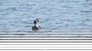 Weed Dance Great Crested Grebes 25/02/16