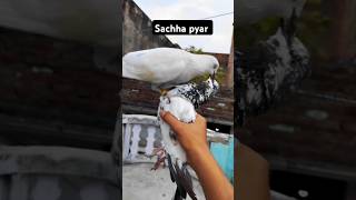 Pigeon sad #pigeon #bird #shortsviral #sadstetus #video #emotional #shorts