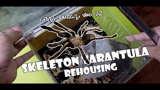 Skeleton Tarantula Rehousing - Gorby Exotics Vlog 32