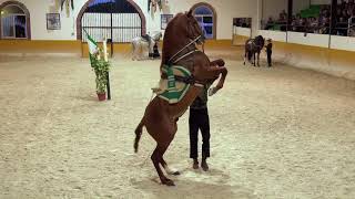 Spot HD El Ranchito Torremolinos Ritmo a Caballo / Andalusian Night