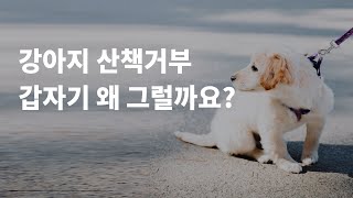 강아지산책거부 이유 3가지 알아두세요!