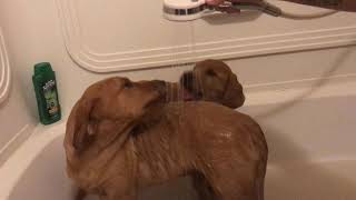 Puppy Bath Time! 14 week old Goldador Puppies