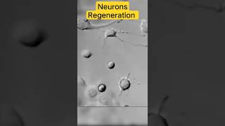 Neurons regeneration video #neuroscience #neurology #neuron