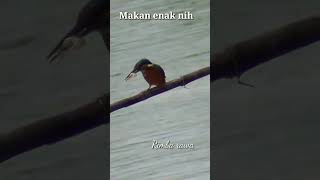 Burung berburu udang galah,#short#viral