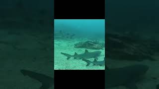 Swimming with Sharks